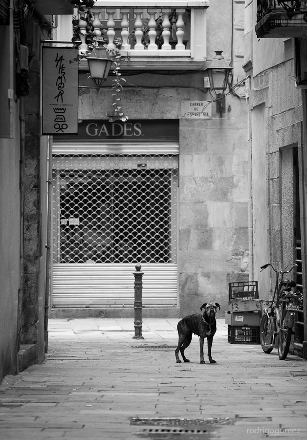El perro en el callejí³n - Barcelona